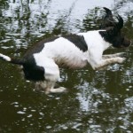 absolute photo millie water