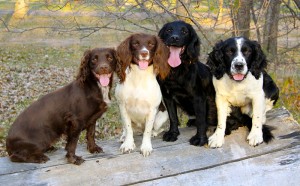 English Cockers and English Springer Spaniels