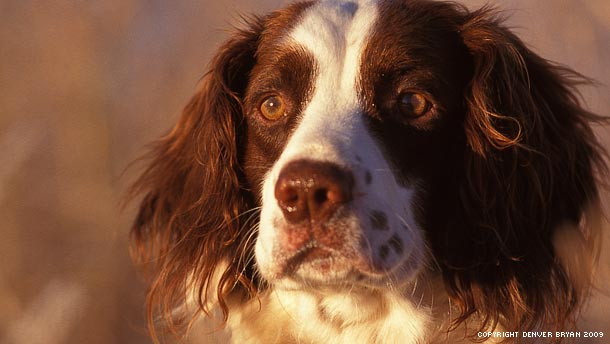 Gun Dog Training Philosophy