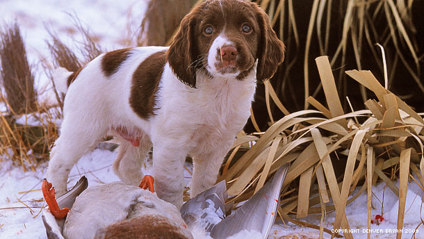 trained bird dogs for sale