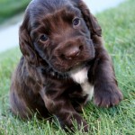 Field-Bred English Cocker Spaniel puppies for sale