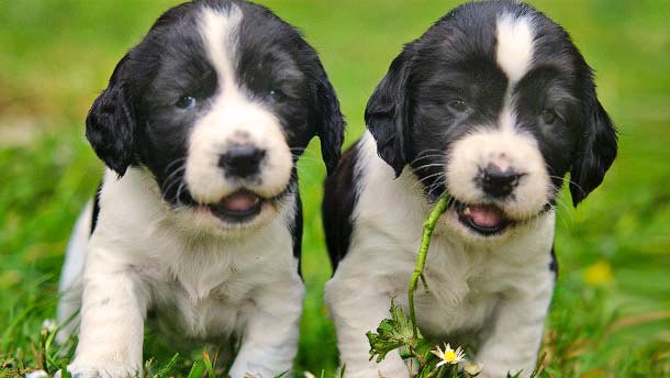 Spaniel breeding puppies