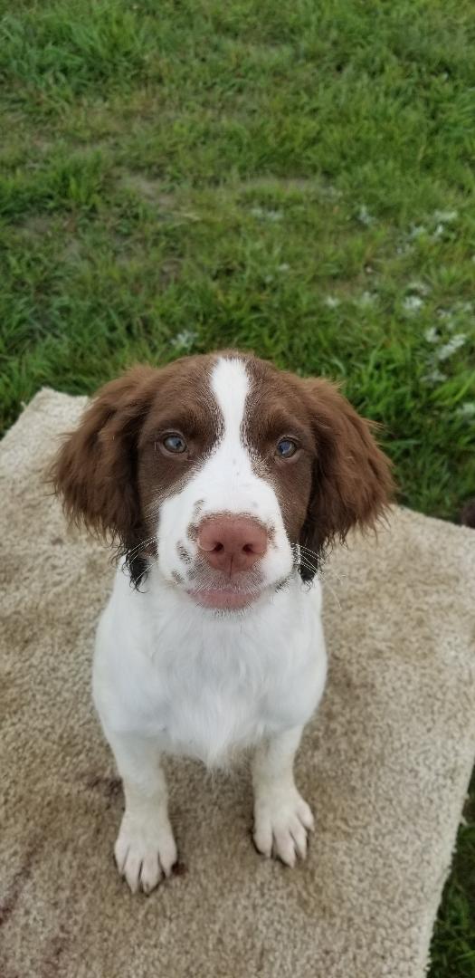 english springer spaniel dogs for sale