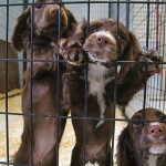 puppies-dog-kennel