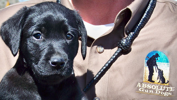 puppy in select puppy training