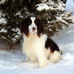 English Sringer Spaniel field trial dogs