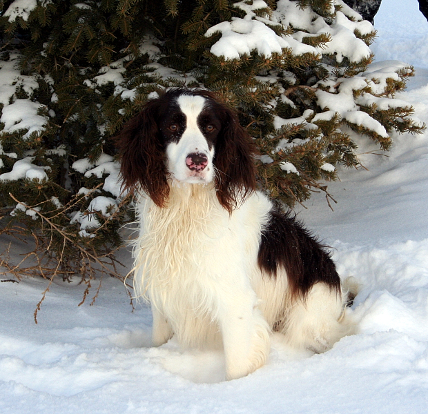 Absolute gun Dogs Field trial Spaniel