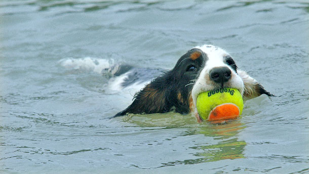 Gun Dog water training, dog boarding kennel, Bismarck, ND, Pheasant hunting