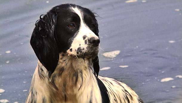 Springer Spaniel Training